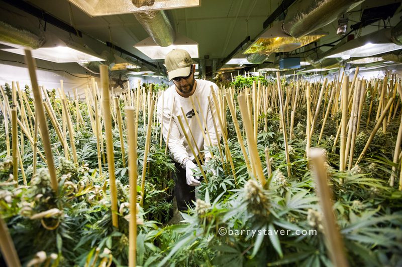 Staver©Marijuana3 growing medical marijuana plants, denver, CO